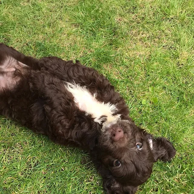 cockapoo puppies