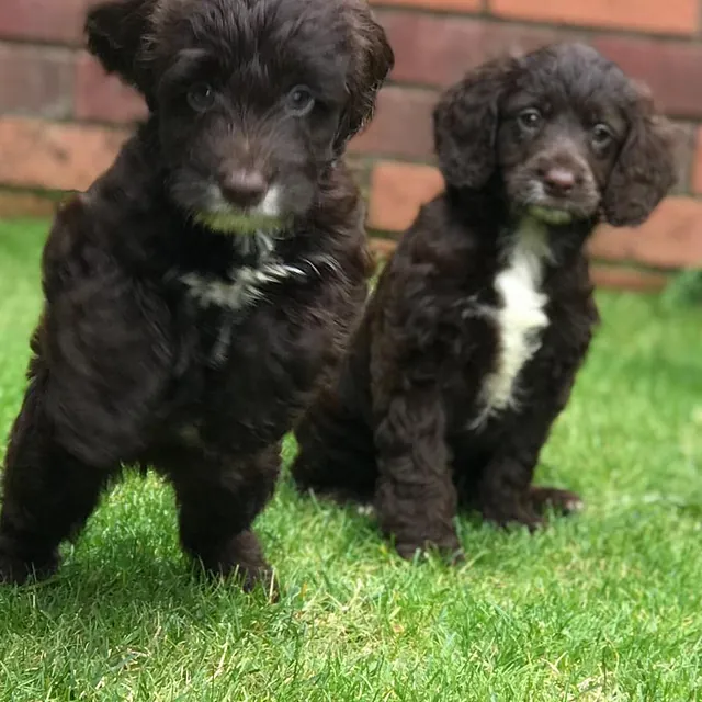 cockapoo puppies