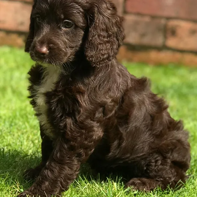 cockapoo puppies