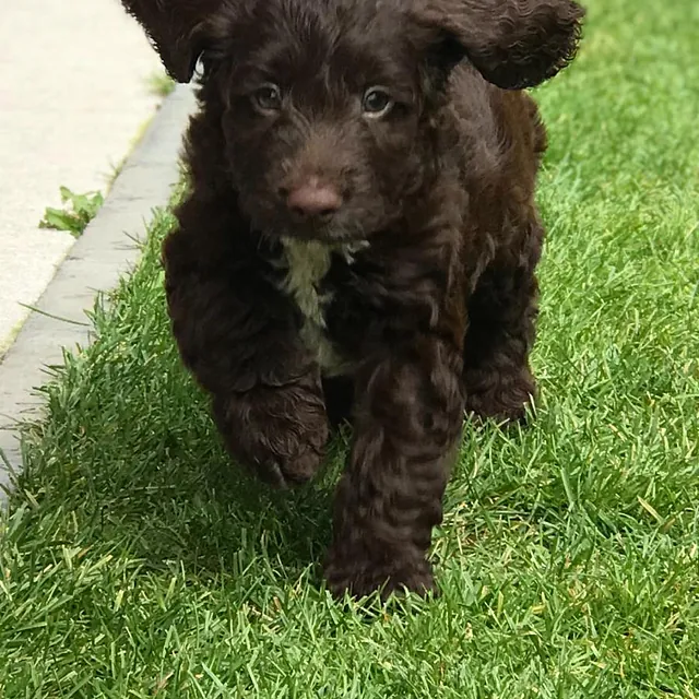 cockapoo puppies