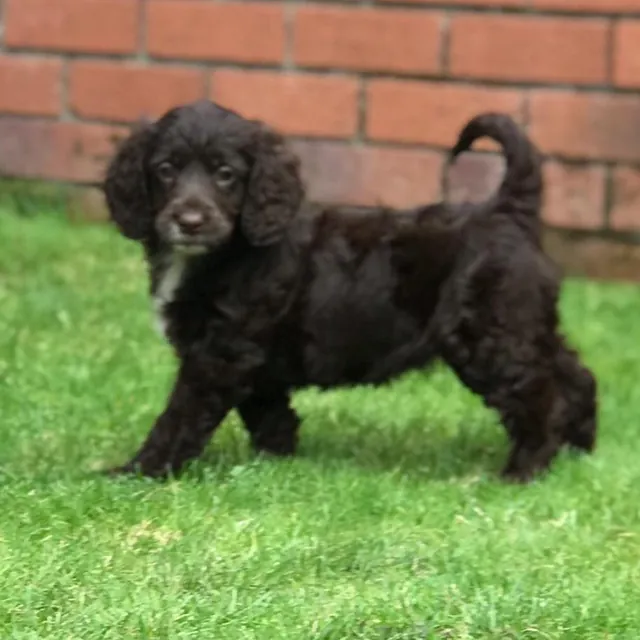 cockapoo puppies