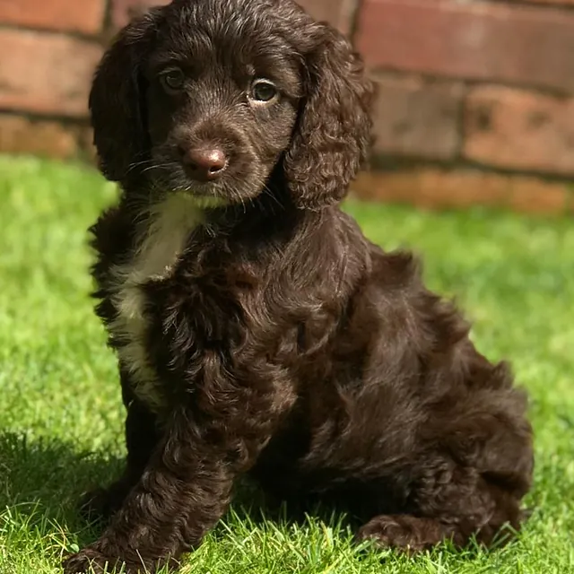 cockapoo puppies